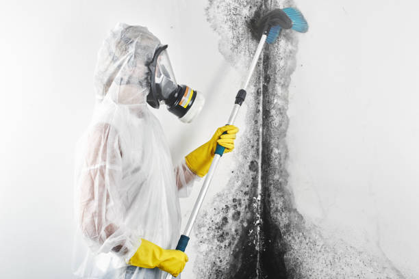 Best Real Estate Mold Inspection  in Cheverly, MD