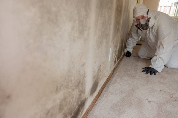 Best Basement Mold Removal  in Cheverly, MD